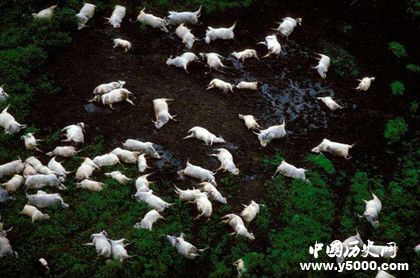 殺人湖之謎:殺人湖殺人案例分析殺人湖為什么殺人 殺人湖之謎:殺人湖殺人案例分析殺人湖為什么殺人