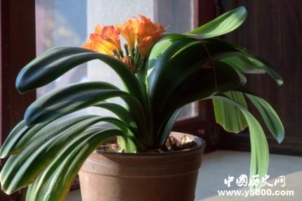 君子蘭的寓意和象征君子蘭為什么不能送人？