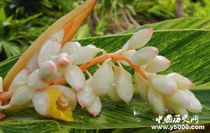 豆蔻年華是指多少歲豆蔻為什么指少女？