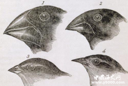 《物種起源》作者是誰物種起源內(nèi)容觀后感歷史影響介紹 《物種起源》作者是誰物種起源內(nèi)容觀后感歷史影響介紹