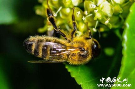 全球昆蟲數(shù)目減少詳情原因介紹全球哪些昆蟲數(shù)目減少嚴重？