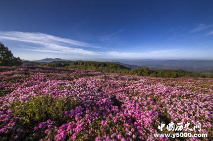 杜鵑的寓意和象征家里為什么不放杜鵑花？