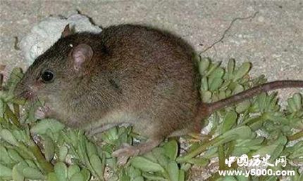 珊瑚裸尾鼠已滅絕全球十大滅絕的動(dòng)物有哪些？