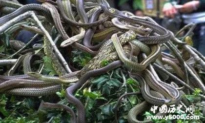 蛇島在哪兒 蛇島上為什么只有蝮蛇