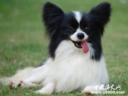 蝴蝶犬的介紹 蝴蝶犬特征 蝴蝶犬怎么養(yǎng)