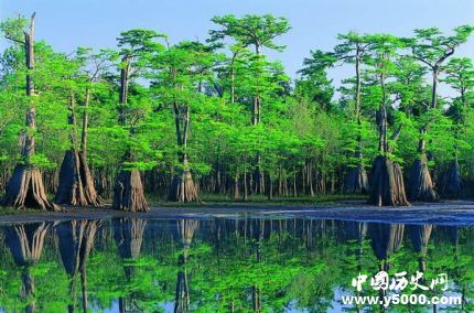 世界森林日資料簡(jiǎn)介世界森林日活動(dòng)主題有哪些？