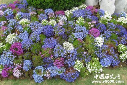 滿天星的花語(yǔ)和寓意滿天星適合送什么人？