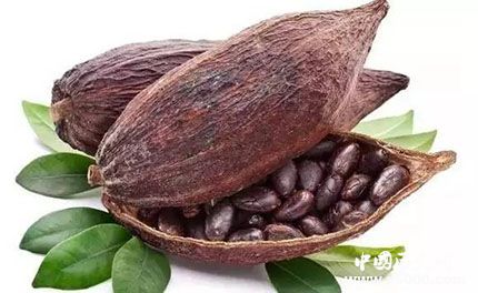 巧克力是瑪雅人時(shí)期的貨幣 可可人工培植的歷史有多久？