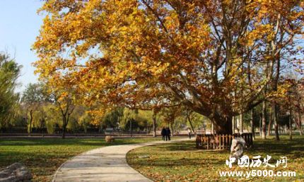 梧桐的寓意梧桐樹為什么能引來金鳳凰？