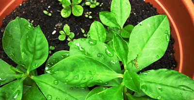 菜參圖片，圖解什么是菜參