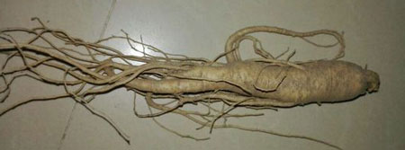 菜參圖片，圖解什么是菜參