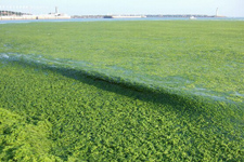 滸苔能吃嗎,滸苔是什么