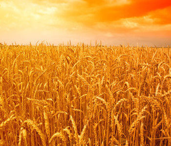 小麥的營養(yǎng)成分 小麥的藥用價值 小麥麥麩的功效