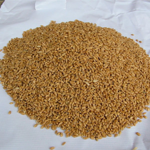 浮小麥和小麥的區(qū)別 浮小麥的功效 小麥的作用