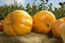 南瓜,南瓜的做法