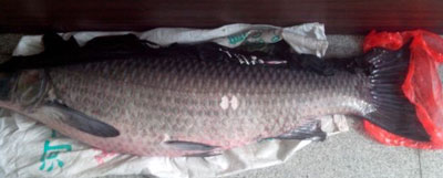 什么是青魚，草魚和青魚的區(qū)別圖片