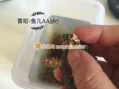 發(fā)海參的做法