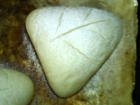 葉形香芋面包的做法步驟16