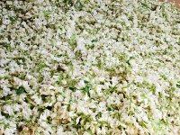 槐花包子的做法步驟16