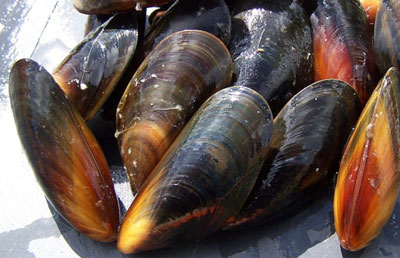 貽貝是海虹嗎，圖解貽貝、海虹和淡菜有什么區(qū)別