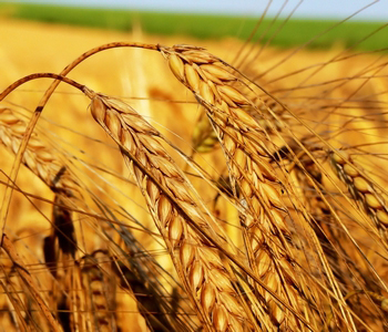 浮小麥是什么 浮小麥的食用方法 浮小麥的功效與作用 浮小麥和小麥的區(qū)別
