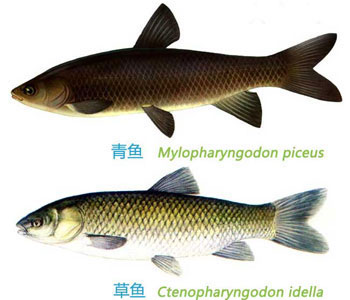 什么是青魚，草魚和青魚的區(qū)別圖片