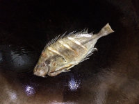 蘿卜絲泥猛魚湯的做法步驟2