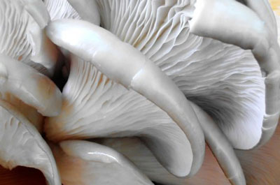 平菇要怎么處理做菜才好吃，處理平菇的正確方法