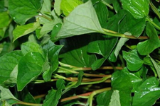 魚(yú)腥草的做法