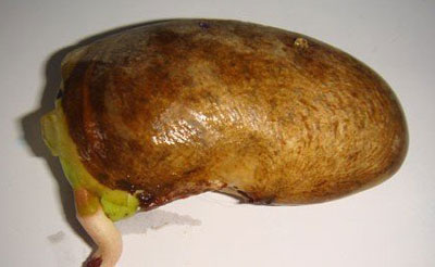 芒果核怎么種盆栽，不花錢的漂亮芒果核盆栽