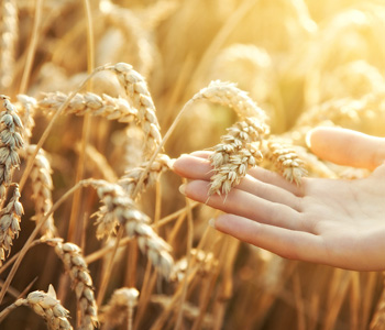 淮小麥的功效與作用 淮小麥對(duì)人體的好處 淮小麥怎么儲(chǔ)存