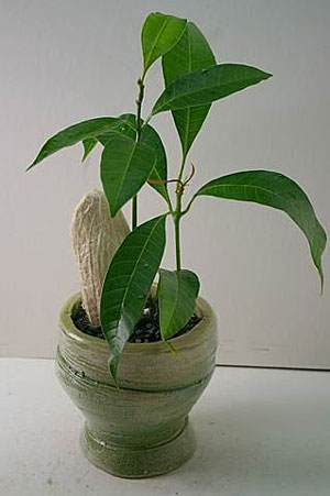 芒果核怎么種盆栽，不花錢的漂亮芒果核盆栽