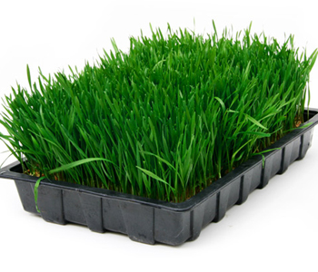 有機(jī)小麥草粉 有機(jī)小麥草粉的作用 有機(jī)小麥草粉怎么吃 小麥草粉哪個牌子好