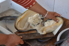 河蚌怎么洗干凈,怎樣洗河蚌