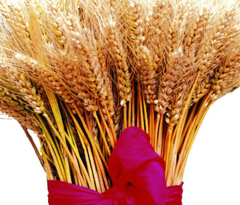 浮小麥的副作用 浮小麥作用與功效 浮小麥怎么吃有營養(yǎng)