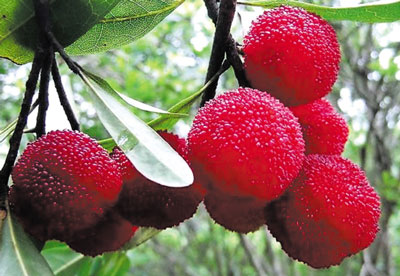 楊梅核仁能吃嗎，楊梅核仁怎么吃