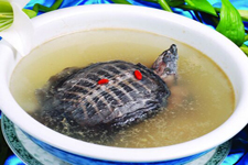 甲魚(yú)湯的做法