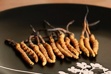 蟲草怎么吃最好