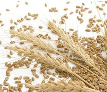 小麥的營養(yǎng)價值 小麥的做法大全 孕婦可以吃小麥嗎