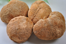 猴菇餅干的做法