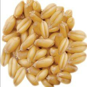 小麥的營養(yǎng)成分 小麥的藥用價值 小麥麥麩的功效