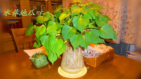 發(fā)芽的紅薯能吃嗎，紅薯盆景的制作方法