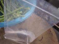 動手腌制美味酸豆角的做法步驟8