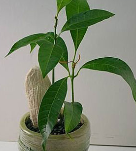 怎么種芒果核盆栽？不花錢的漂亮芒果核盆栽