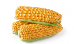 玉米能放冰箱嗎 玉米怎么保存