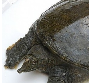 甲魚怎么殺 甲魚的宰殺和處理方法