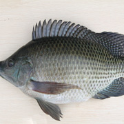 羅非魚(yú)