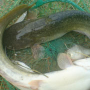 鯰魚(yú)