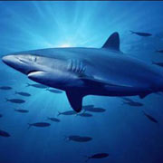 鯊魚(yú)
