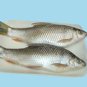 鯪魚(yú)